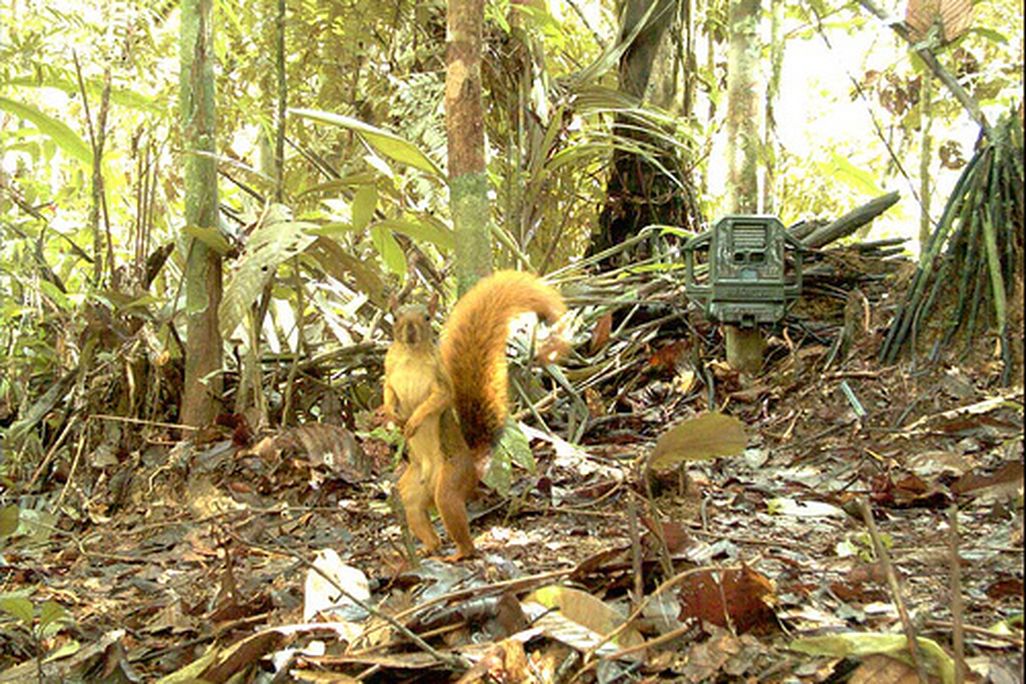 amazon_red_squirrel.jpg