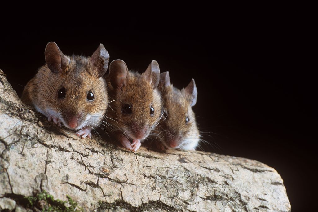 Three Mice