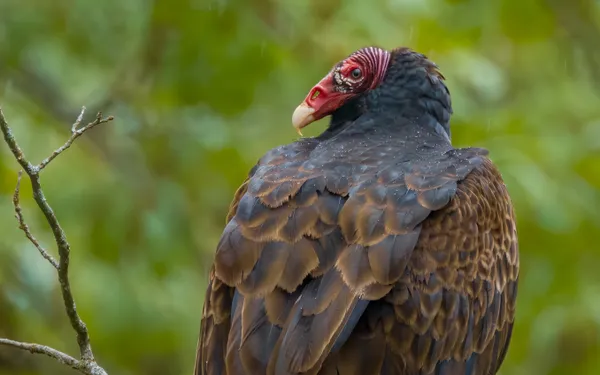 Turkey Vulture thumbnail