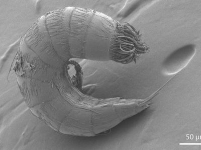 Kinorhynchs (aka mud dragons) range in size from about 0.13 to one millimeter. Like other meiofauna species, they are integral parts of marine food chains in sediments throughout the world.