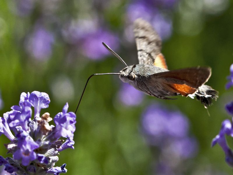 Flight of fancy This hummingbird hawkmoth (macroglossum stellatarum ...