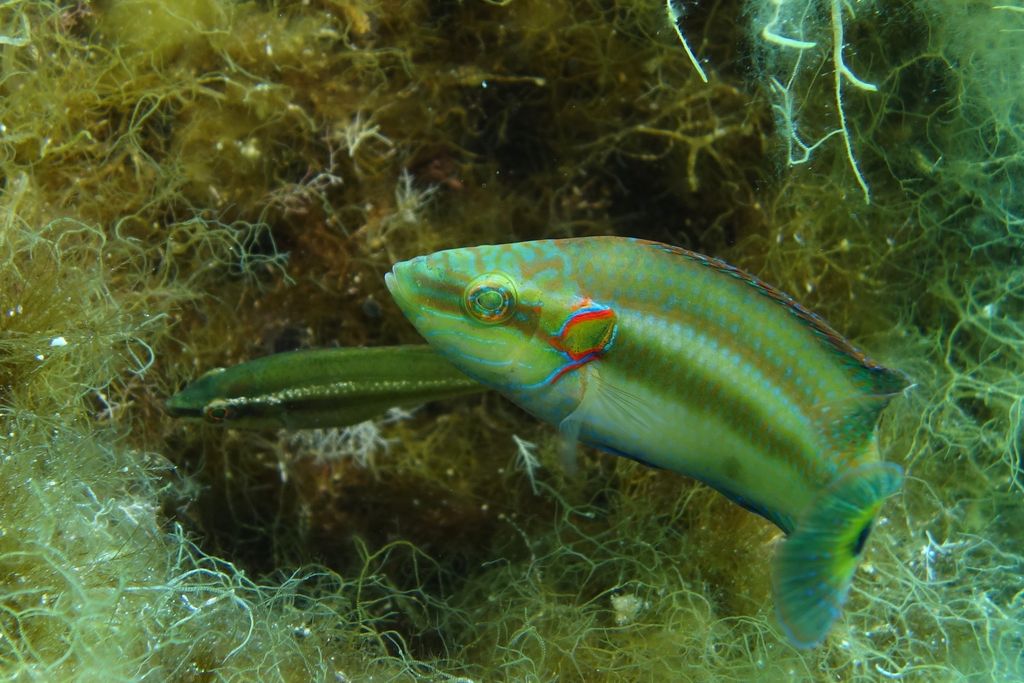 Wrasse 2.jpg