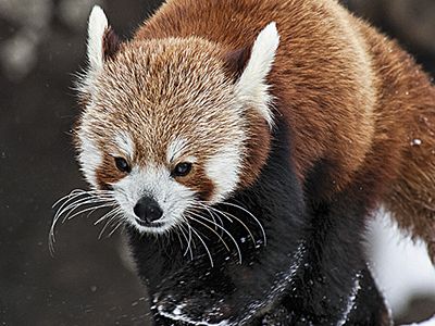Red pandas receive state-of-the-art care at the Conservation Biology Institute.