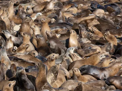 See Hundreds of Sea Lions Take Over a Popular California Beach image