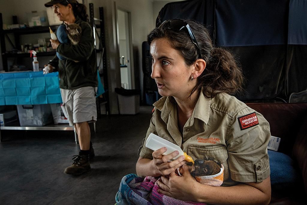 Dana Mitchell feeds an injured baby koala at the Kangaroo Island Wildlife Park, which Mitchell owns with her husband, Sam. The park has treated more than 600 koalas since January.