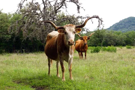 Texas longhorn cattle.