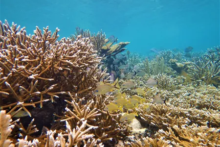 Yellow fish swim  in front of coral reef