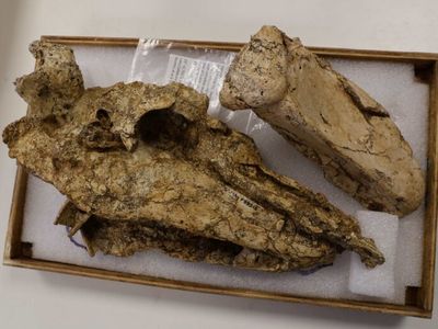 The fossilized remains include the most intact skull of the bird to be discovered, which helps scientists to better understand the bird&#39;s behavior, appearance and evolution.