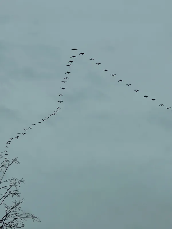 In Formation thumbnail