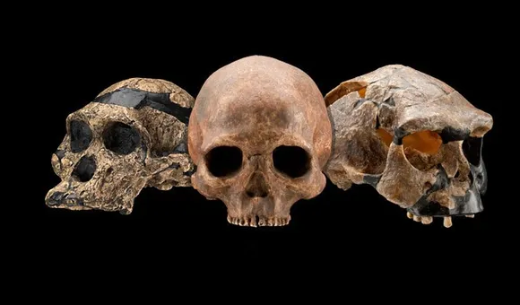 Some of the most exciting discoveries in human evolution happened in the last decade. (Human Origins Program, Smithsonian Institution)