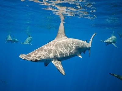 Scalloped hammerhead sharks off the Kona coast of the Big Island of Hawaii