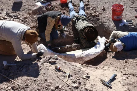 Researchers carefuly wrapped the tusk in strips of&nbsp;plaster-covered burlap for protection.