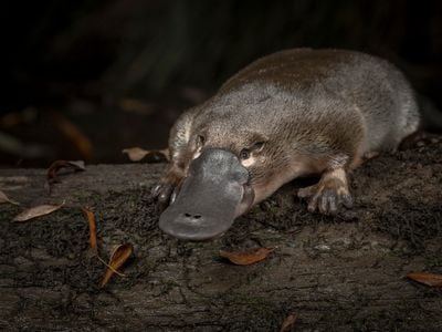 If the platypus looks like a mixture of bird and mammal features, it's because it is. 