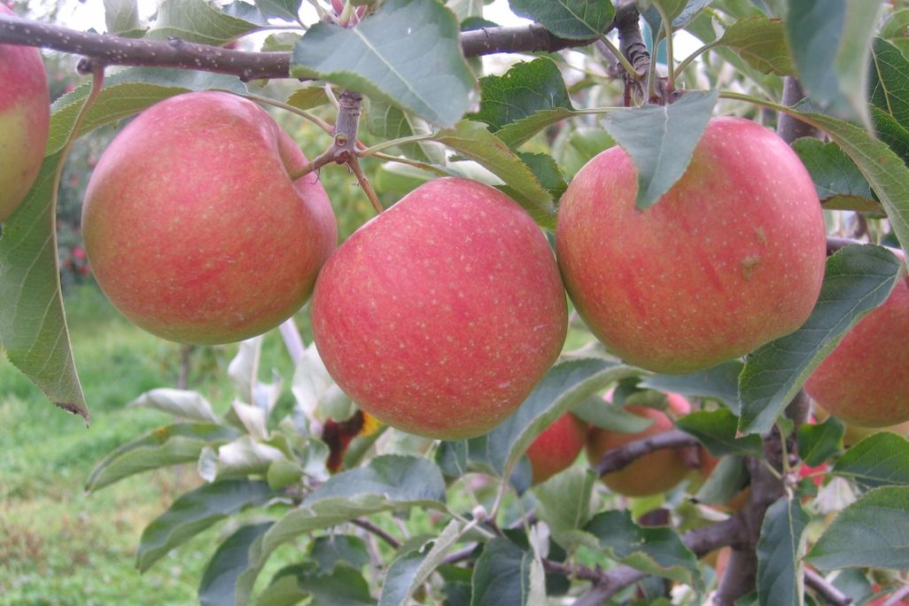 Apples