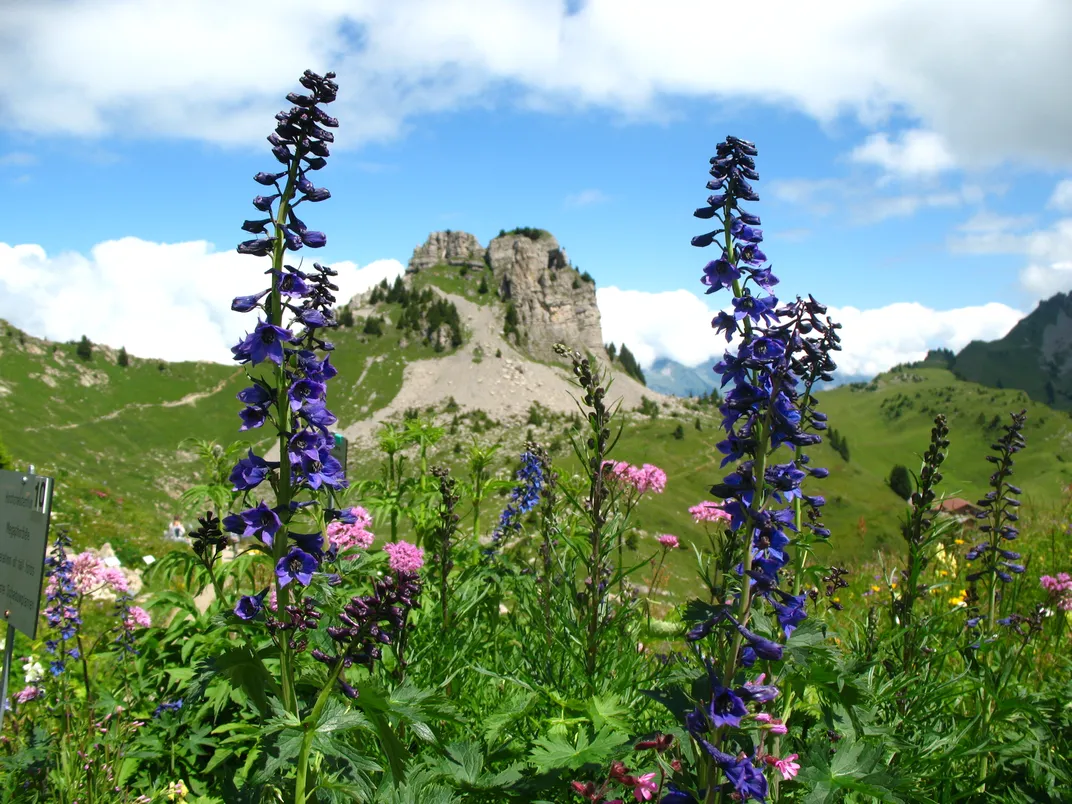 Flowers of Trentino and Alpine Botanical Gardens 