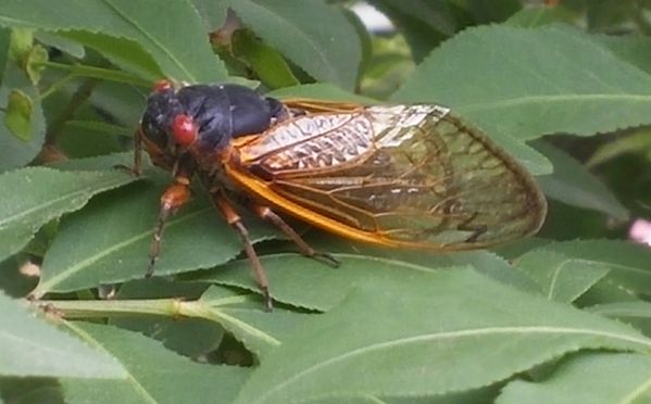 Cicada Ohio Brood V thumbnail