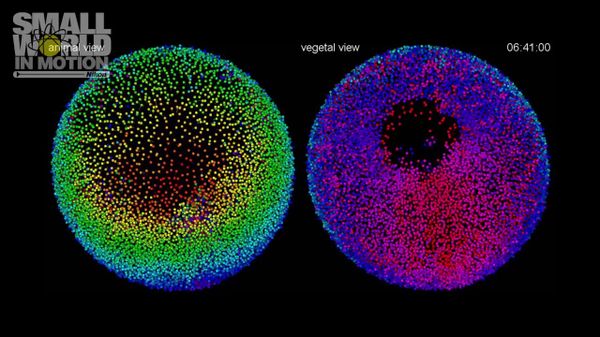 Preview thumbnail for Zebrafish Embryo - Dr. Philipp Keller and Raghav K. Chhetrii