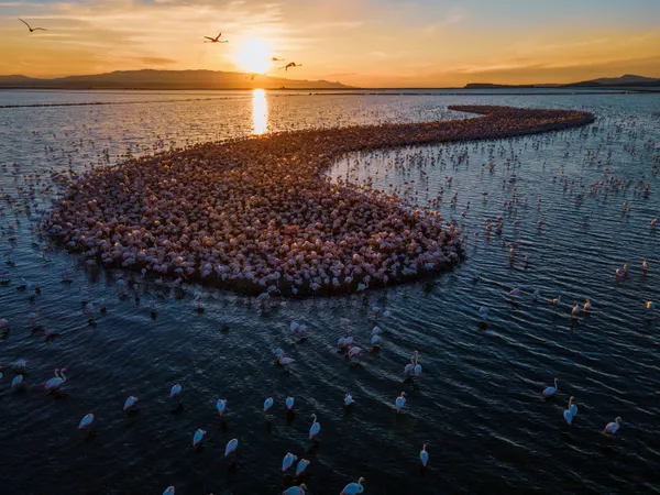 flamingo island and new babies. thumbnail