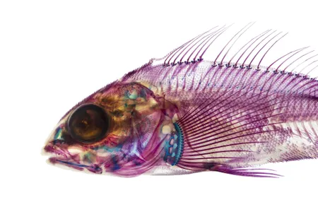Whitespotted greenling (Hexagrammos stelleri)