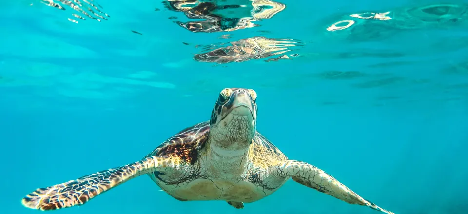  Hawksbill sea turtles in Barbados Credit: Cedric Frixon