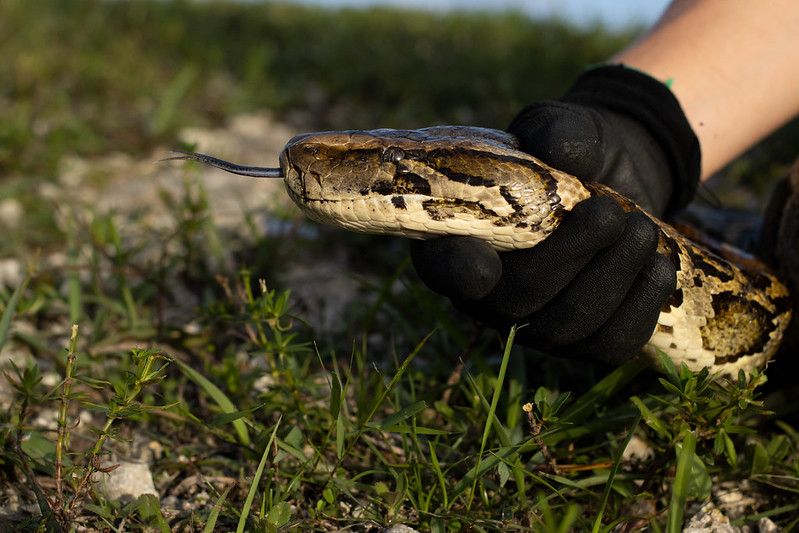 Person holds a snake