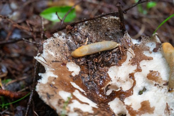 Slug on a Mushroom thumbnail