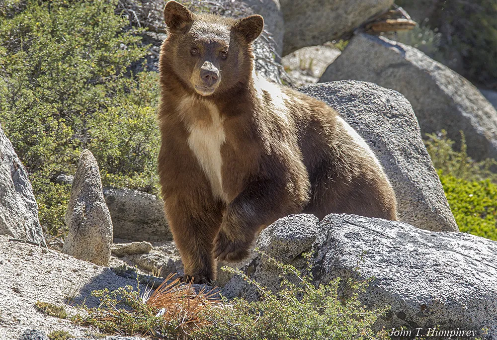 Cinnamon-colored black bear