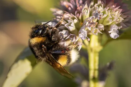 In the study, members of bee colonies mimicked the strategy of a &quot;demonstrator&quot; bee, which had been trained to open a puzzle box in a specific way.