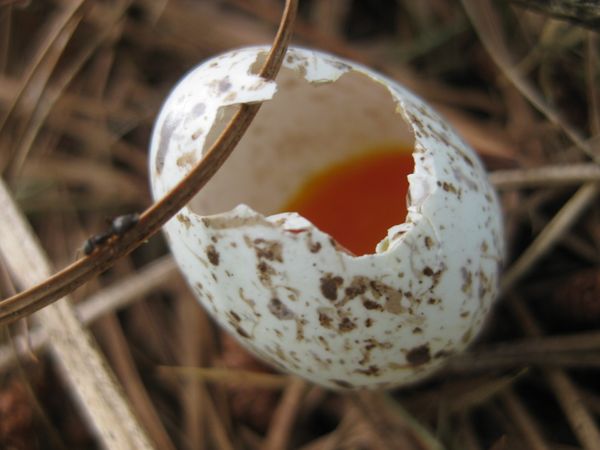 Egg thumbnail