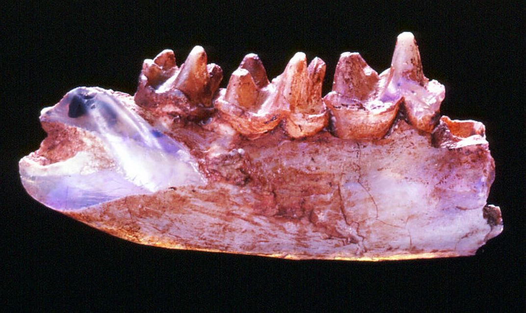 Steropodon Galmani Jaw