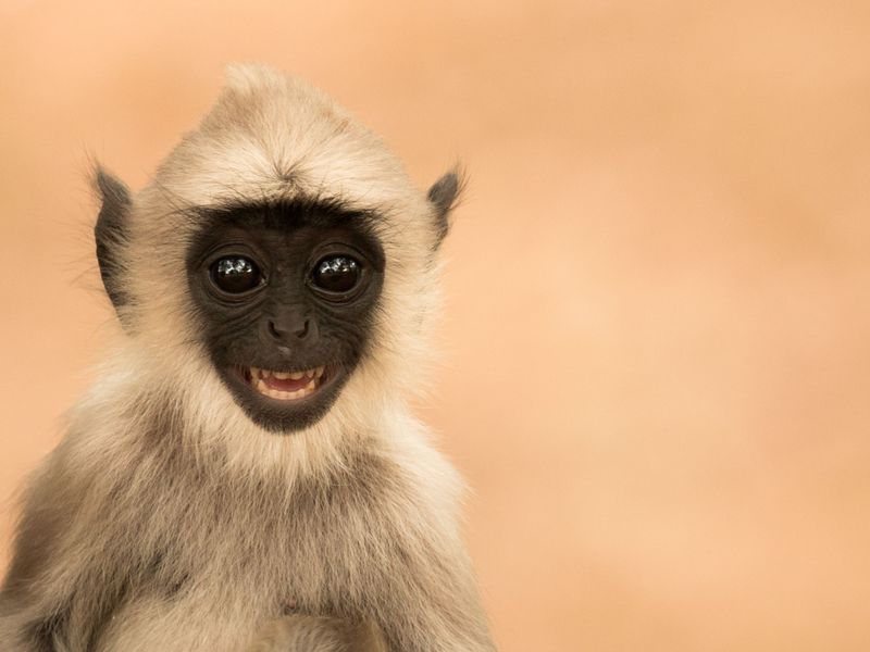 Adorable Grin | Smithsonian Photo Contest | Smithsonian Magazine