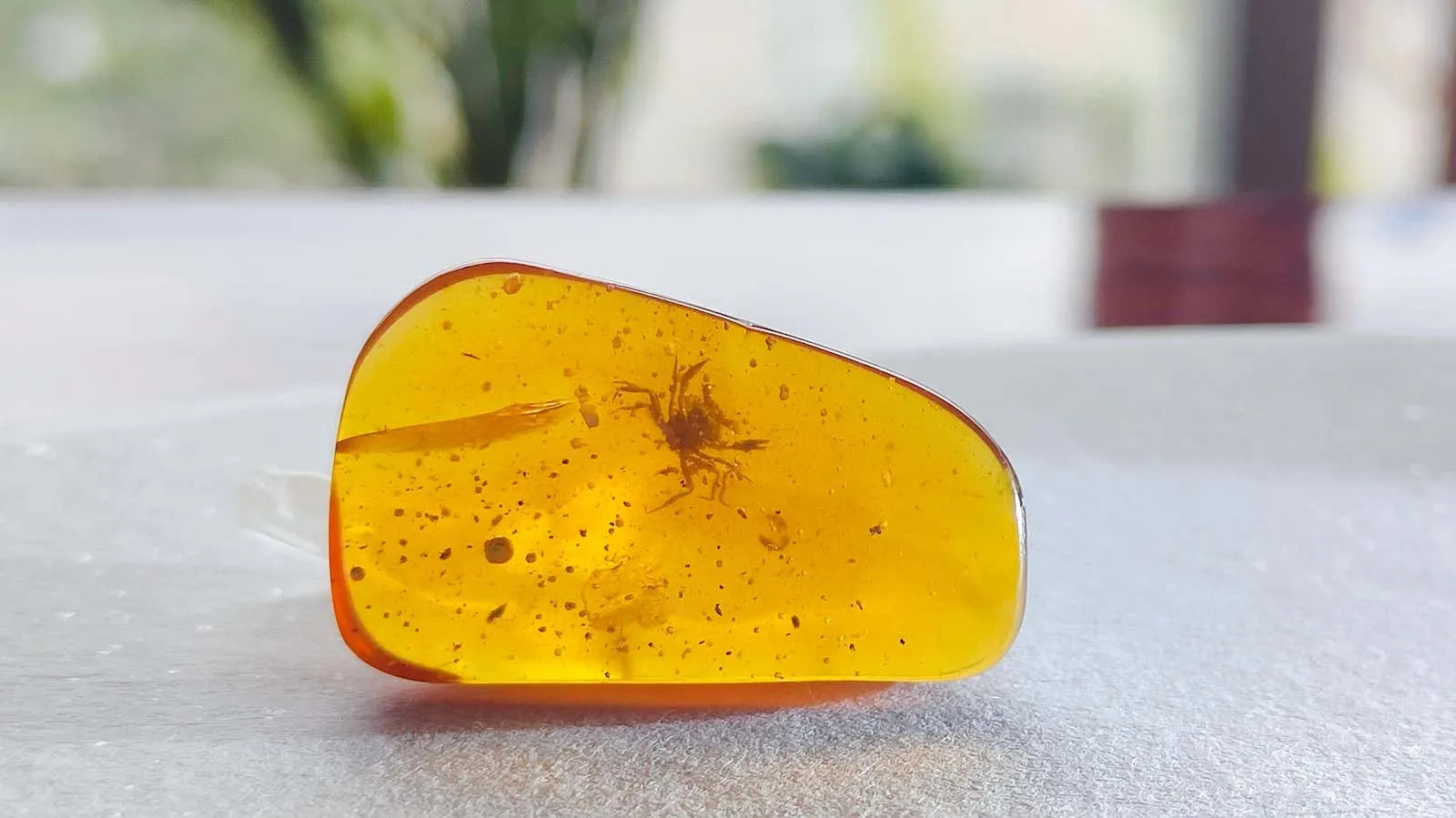 This Tiny Crustacean Trapped in Amber Tells a Different Story About Crab  Evolution | Smart News| Smithsonian Magazine