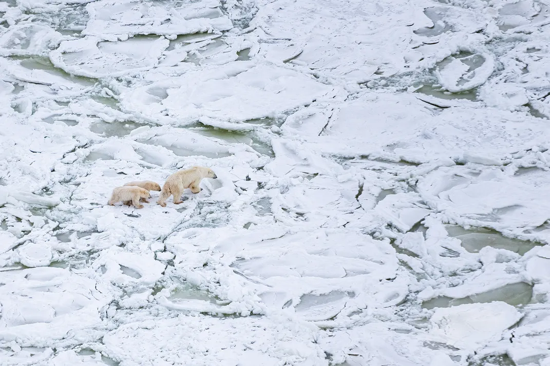 Bears on ice