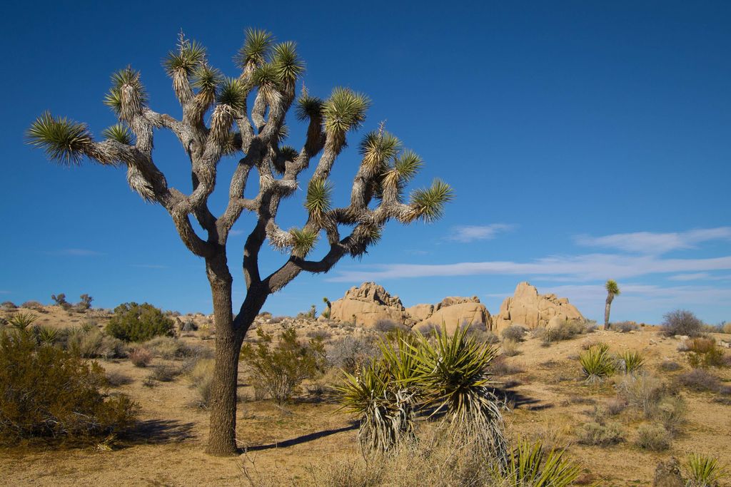 Joshua Trees