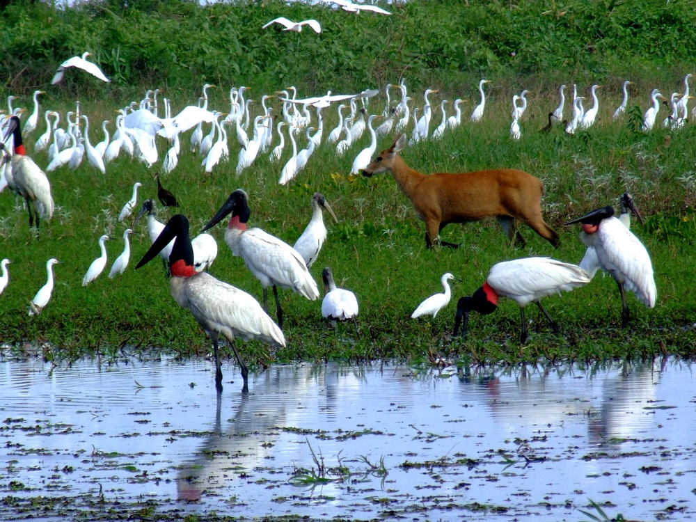 the biodiversity of the Pantanal is outstanding. There is a great abundant of birds and a large quantity of mammals as shown in the big picture above. In this picture alone we can see at least four species of birds and a female Marsh deer. (W. Tomas)