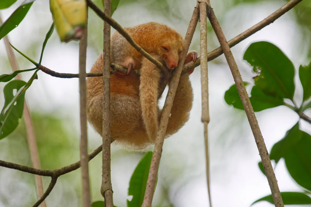an orange mammal with a long tail sleeps curled up hanging from thin branches of a mangrove