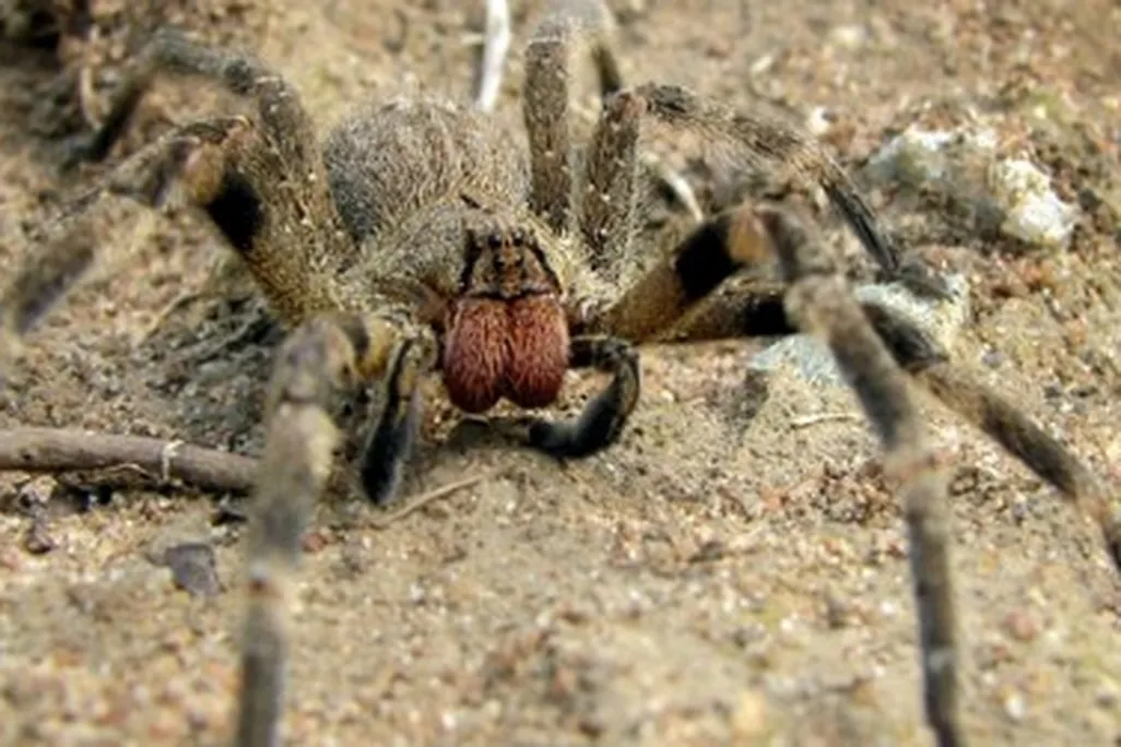 The Brazilian wandering spider