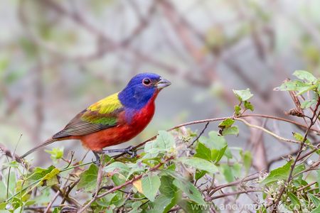 Along the Potomac River, somebody spotted a bird so vibrant that it looked splattered as if it was splattered with gobs of bright paint. 


