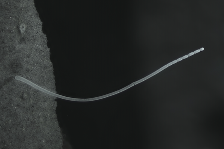 The bacterium, roughly the shape and size of an eyelash, was first discovered in 2009 in the mangrove swamps of Guadeloupe, an island in the Lesser Antilles. The bacteria appeared as long translucent centimeter-long strings on decaying leaf matter in the water.