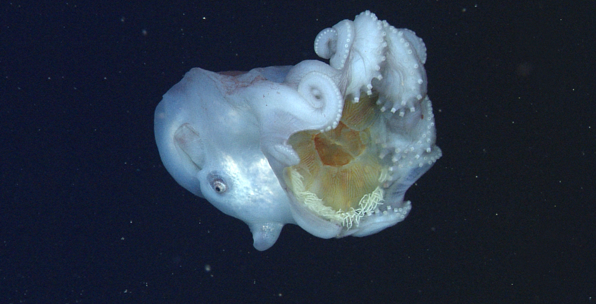 Haliphron Atlanticus Size