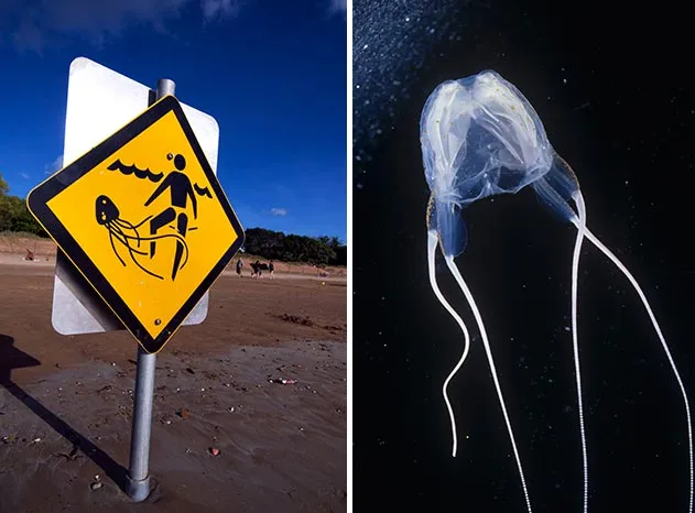 Australian box jellyfish