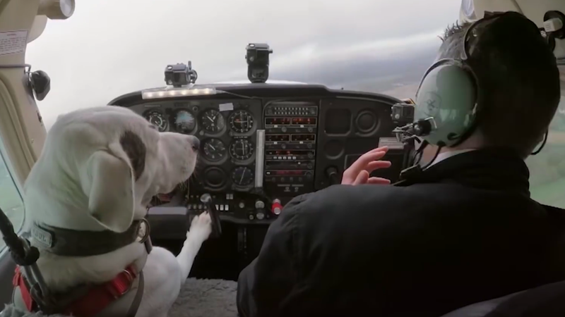 Dogs might fly watch online hotsell