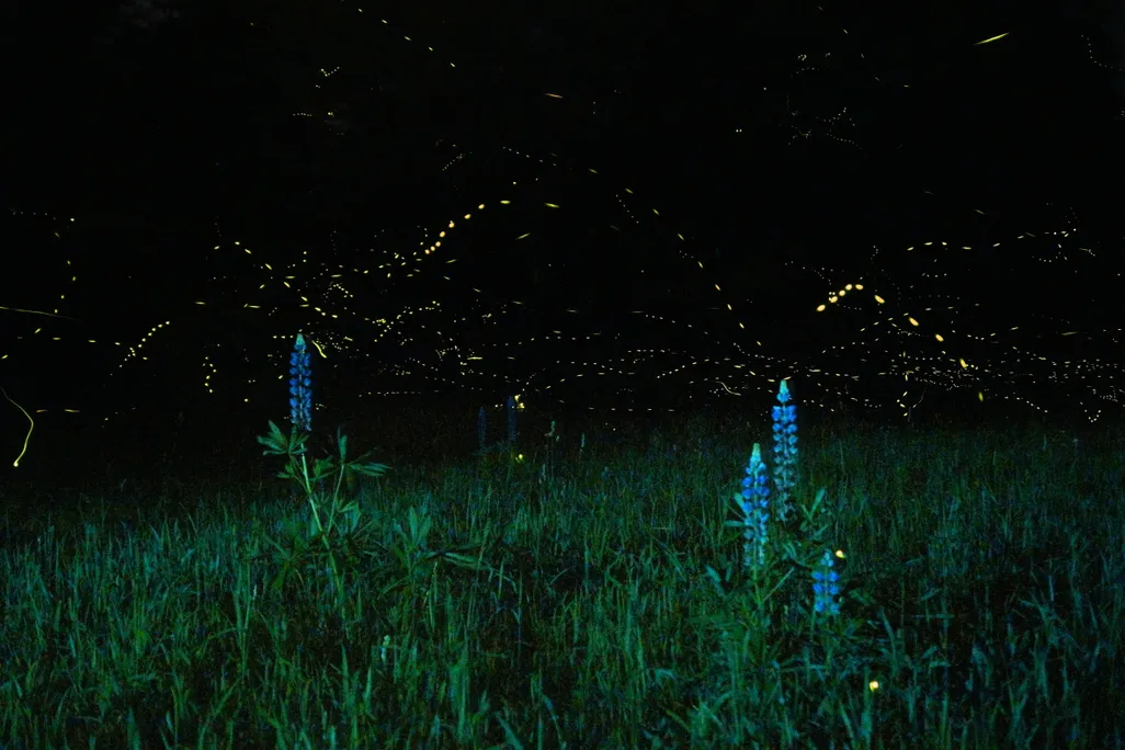 Lupine flowers and fireflies at dusk in a meadow