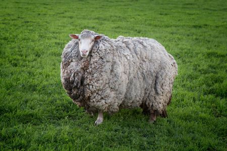 Prickles, a barefaced merino sheep who went unshorn for seven years after fleeing her home in Tasmania during a spate of 2013 bushfires