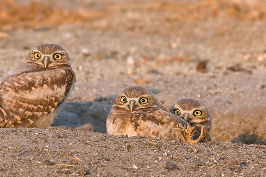 Male and two owl chicks at nest