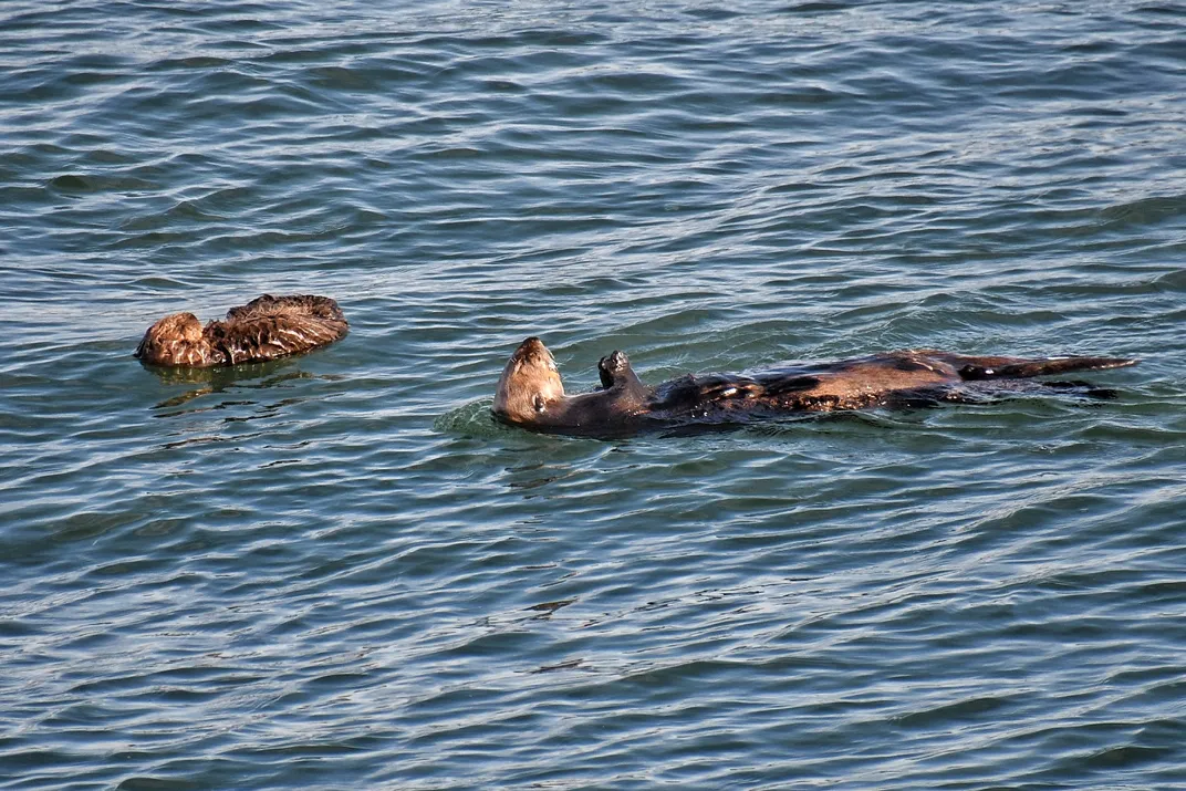 a small otter and a large otter floating on their backs near each other