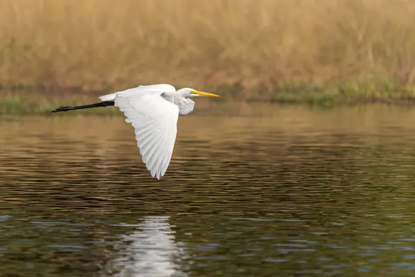 Great Egret in Flight thumbnail