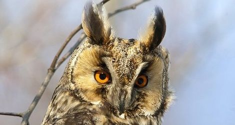The wise long-eared owl keeps his cool under pressure.