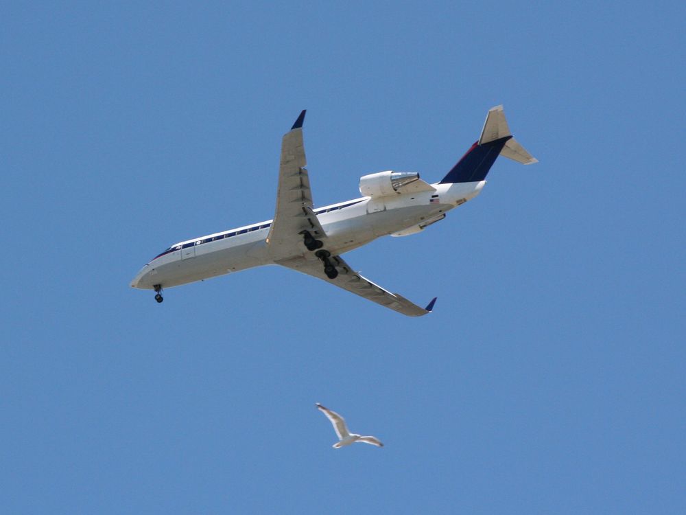 Bird and Airplane