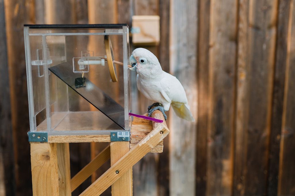 Cockatoo With a Tool